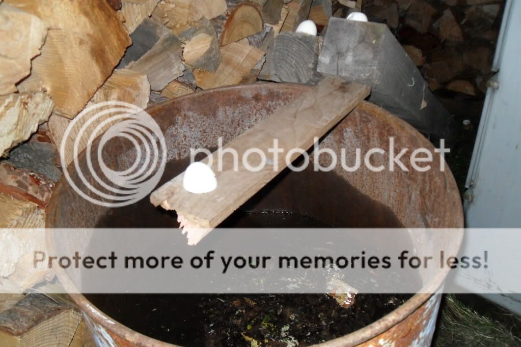 Trapping skunks - Pirate4x4.Com : 4x4 and Off-Road Forum